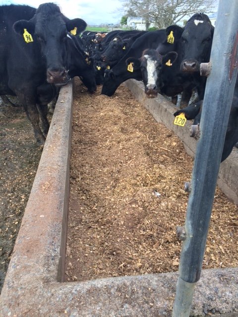 NR cows feedpad