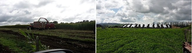 BF maize harvest May17
