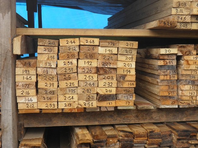 Paulownia Timber in racks