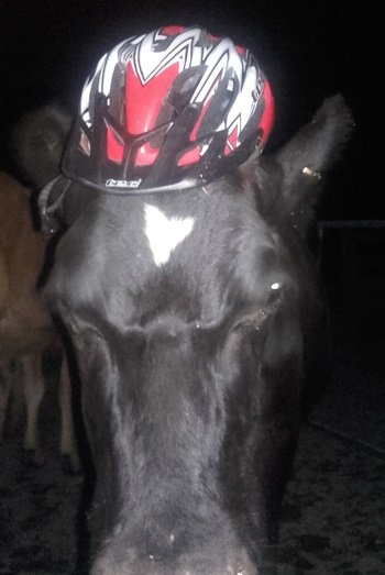 JVG cow helmet Apr18