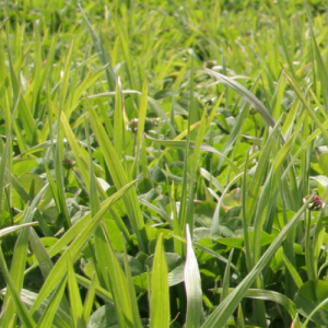 Field Day, Simple and Profitable Systems, Putaruru, Waikato