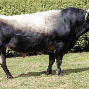 Field Day, Building Your Future Farm, Kokatahi, West Coast